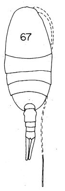 Espce Lucicutia longispina - Planche 2 de figures morphologiques