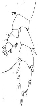 Espce Lucicutia pellucida - Planche 4 de figures morphologiques