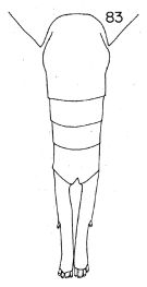 Espce Lucicutia intermedia - Planche 2 de figures morphologiques