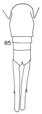 Espce Lucicutia sewelli - Planche 3 de figures morphologiques