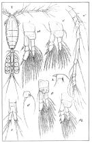 Espce Oithona similis-Group - Planche 3 de figures morphologiques