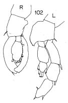 Espce Lucicutia wolfendeni - Planche 8 de figures morphologiques