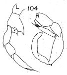 Espce Lucicutia longicornis - Planche 3 de figures morphologiques
