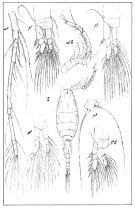Espce Oithona atlantica - Planche 2 de figures morphologiques