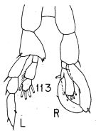 Espce Lucicutia intermedia - Planche 3 de figures morphologiques