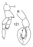 Espce Lucicutia longiserrata - Planche 3 de figures morphologiques