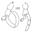 Espce Lucicutia gaussae - Planche 5 de figures morphologiques