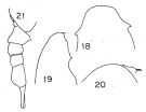 Espce Lucicutia grandis - Planche 3 de figures morphologiques