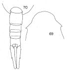 Espce Lucicutia aurita - Planche 3 de figures morphologiques