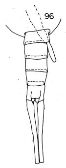 Espce Lucicutia formosa - Planche 2 de figures morphologiques