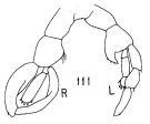 Espce Lucicutia flavicornis - Planche 9 de figures morphologiques