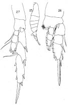 Espce Lucicutia longispina - Planche 3 de figures morphologiques
