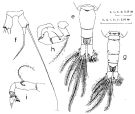 Espce Acartia (Acanthacartia) steueri - Planche 2 de figures morphologiques