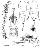 Espce Pseudodiaptomus ishigakiensis - Planche 1 de figures morphologiques