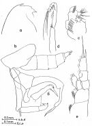 Espce Gaetanus sp.2 - Planche 1 de figures morphologiques