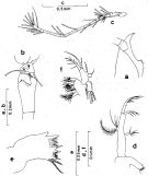 Species Oithona atlantica - Plate 7 of morphological figures
