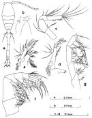 Espce Oithona attenuata - Planche 1 de figures morphologiques