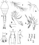 Species Oithona attenuata - Plate 3 of morphological figures