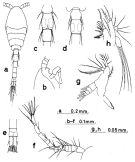 Espce Oithona attenuata - Planche 5 de figures morphologiques