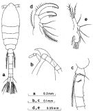Espce Oithona brevicornis - Planche 9 de figures morphologiques