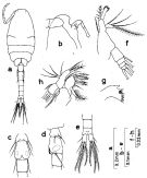 Espce Oithona brevicornis - Planche 13 de figures morphologiques