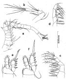 Espce Oithona brevicornis - Planche 14 de figures morphologiques