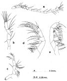 Espce Oithona decipiens - Planche 3 de figures morphologiques