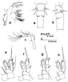 Espce Oithona fallax - Planche 2 de figures morphologiques