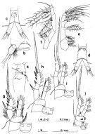 Species Oithona frigida - Plate 1 of morphological figures