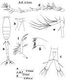 Espce Oithona hamata - Planche 1 de figures morphologiques