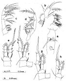 Espce Oithona hamata - Planche 2 de figures morphologiques