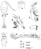 Espce Oithona nana - Planche 2 de figures morphologiques