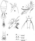 Espce Oithona nana - Planche 4 de figures morphologiques
