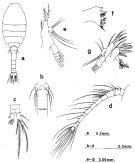 Espce Dioithona oculata - Planche 3 de figures morphologiques