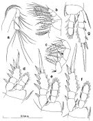 Espce Dioithona oculata - Planche 4 de figures morphologiques