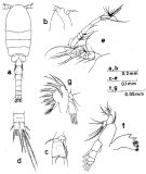 Espce Dioithona oculata - Planche 5 de figures morphologiques