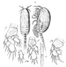 Espce Platycopia pygmaea - Planche 1 de figures morphologiques