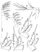 Espce Dioithona oculata - Planche 6 de figures morphologiques