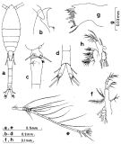 Espce Oithona plumifera - Planche 3 de figures morphologiques