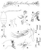 Espce Oithona pseudofrigida - Planche 1 de figures morphologiques