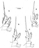 Espce Oithona pseudofrigida - Planche 3 de figures morphologiques