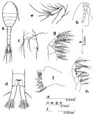 Espce Dioithona rigida - Planche 1 de figures morphologiques