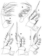 Espce Oithona robusta - Planche 2 de figures morphologiques