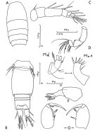Espce Oncaea neobscura - Planche 1 de figures morphologiques
