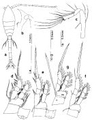 Espce Oithona setigera - Planche 2 de figures morphologiques