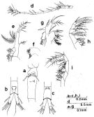 Espce Oithona setigera - Planche 3 de figures morphologiques