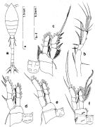 Species Oithona setigera - Plate 4 of morphological figures