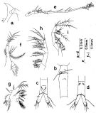 Espce Oithona setigera - Planche 5 de figures morphologiques