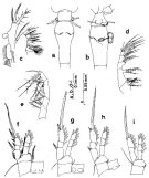 Espce Oithona similis-Group - Planche 5 de figures morphologiques