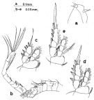 Espce Oithona simplex - Planche 6 de figures morphologiques